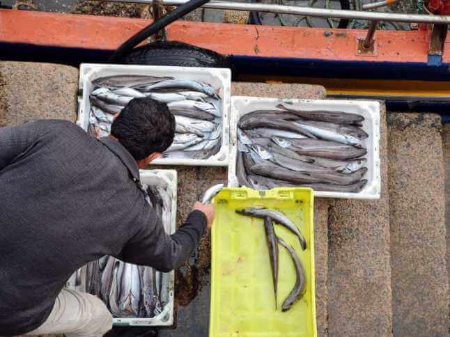 Un trabajador de espaldas organiza varias cajas de merluza fresca recién desembarcada en el puerto. La imagen, tomada desde una perspectiva elevada, muestra tres cajas blancas llenas y una caja amarilla en proceso de ser completada sobre los escalones de piedra del muelle, justo al lado de la embarcación. La escena representa el trabajo minucioso de selección y preparación del pescado para su posterior subasta en la lonja.