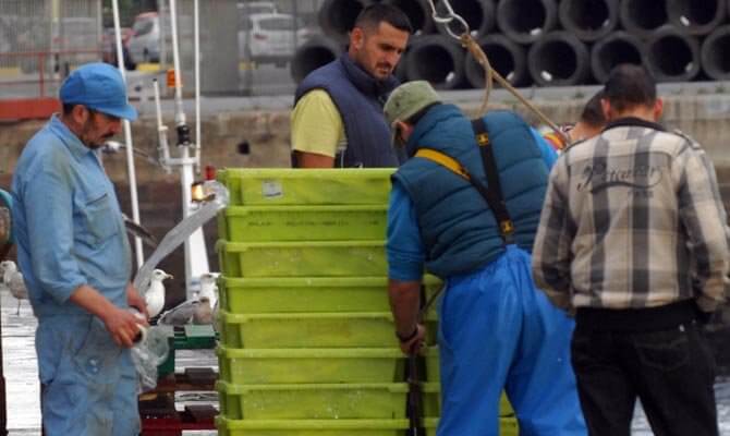 Varios marineros trabajan en el puerto descargando una alta columna de cajas de pescado de color verde lima. Los trabajadores, vestidos con ropa de faena y petos impermeables, coordinan la maniobra de descarga junto al agua, mientras varias gaviotas observan la escena en busca de comida. Al fondo, se aprecia la actividad logística del puerto con tuberías industriales y vehículos.
