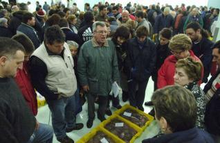 Una multitud de compradores y profesionales del sector se agrupan en una lonja de pescado durante una subasta. En el centro, un subastador dirige la puja mientras el grupo observa con atención varias cajas amarillas situadas en el suelo que contienen el producto fresco. La escena captura el ambiente bullicioso y la actividad frenética propia de los mercados de pescado gallegos.