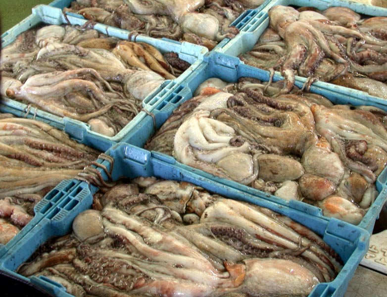 Varias cajas de plástico azul repletas de pulpos frescos recién capturados. Los ejemplares, de tonos grisáceos y marrones, muestran sus tentáculos y ventosas mientras se amontonan de forma compacta para su distribución en la lonja o mercado.