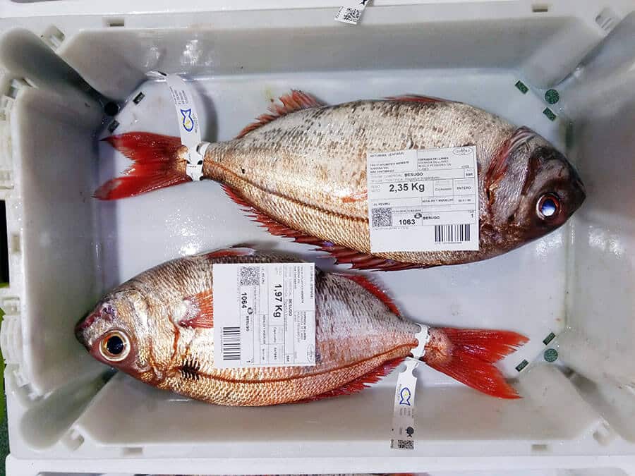 Dos ejemplares de besugo fresco con etiquetas de peso (2,35 kg y 1,97 kg) en una caja de la rula de Llanes, Asturias.