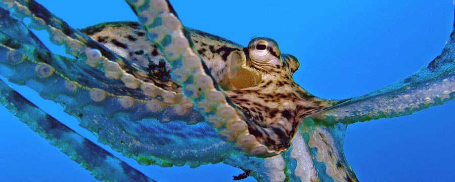 Imagen submarina de un pulpo mostrando sus tentáculos y ventosas en un agua azul cristalina, simbolizando fluidez, flexibilidad y el toque terapéutico del agua.