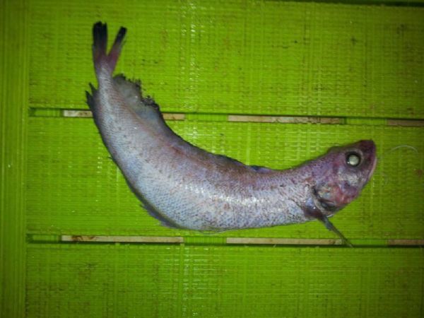Un ejemplar de bertorella fresca sobre una superficie de rejilla verde.