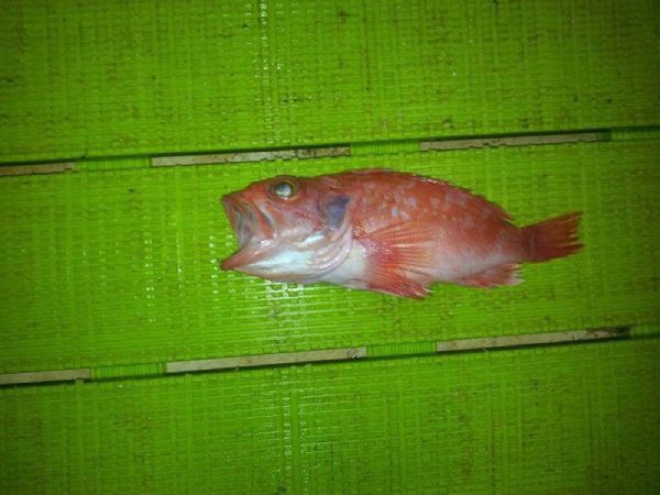 Un pez de color rojo brillante con la boca abierta, posado sobre una superficie de tablones verdes. Sus aletas son espinosas y tiene ojos prominentes.