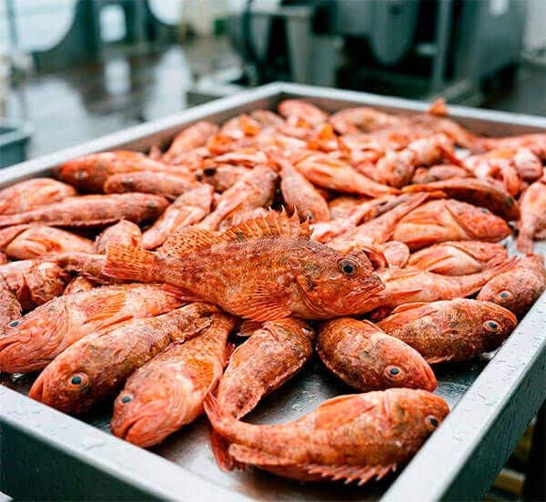 Gran cantidad de cabras rojos recién capturados en una bandeja metálica de clasificación.