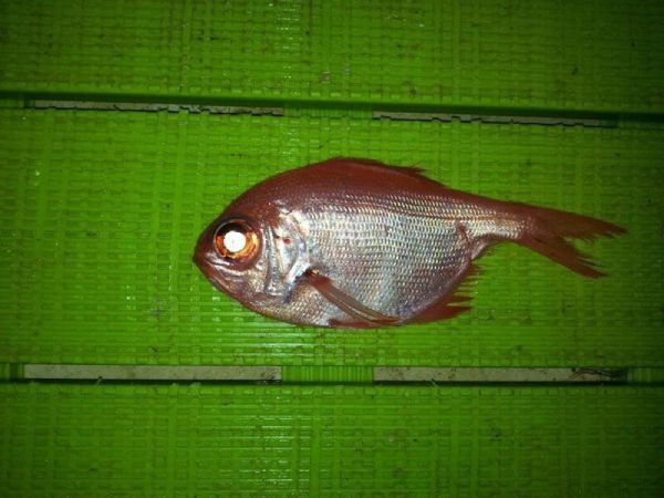 Un ejemplar de cachucho roja brillante sobre una superficie de rejilla verde.