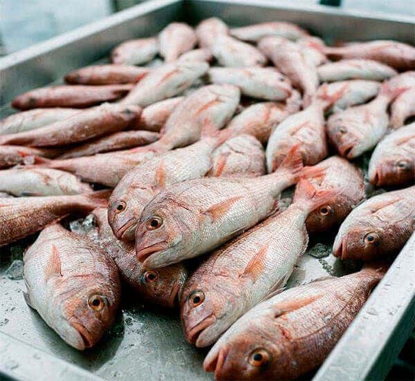 Grupo de cachuchos frescos plateados y rosados dispuestos en una bandeja de clasificación.
