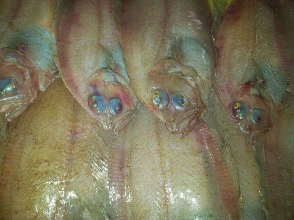 Primer plano de varios gallos frescos donde se aprecian sus ojos brillantes y textura de la piel.