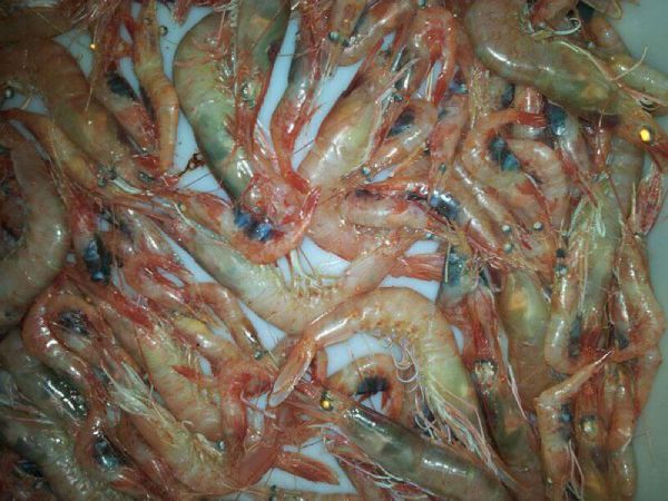 Primer plano de una captura de gambas frescas con cuerpos traslúcidos y brillantes.