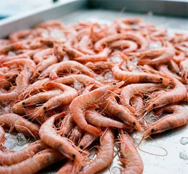 Gran cantidad de gambas frescas de color rosado extendidas sobre una mesa metálica con restos de hielo.