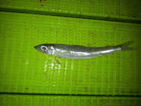 Un pequeño pez plateado de cuerpo alargado y ojos grandes descansando sobre una superficie estriada de color verde brillante.