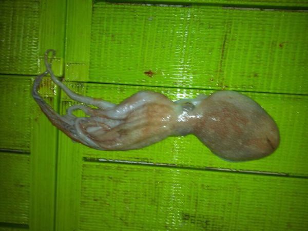 Un pulpo de color blanquecino y tonos rosados extendido horizontalmente sobre una superficie verde, mostrando sus tentáculos hacia la izquierda.