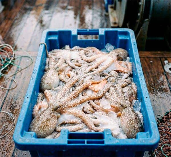 Caja azul llena de pulpos recién capturados sobre la cubierta húmeda de un barco pesquero.