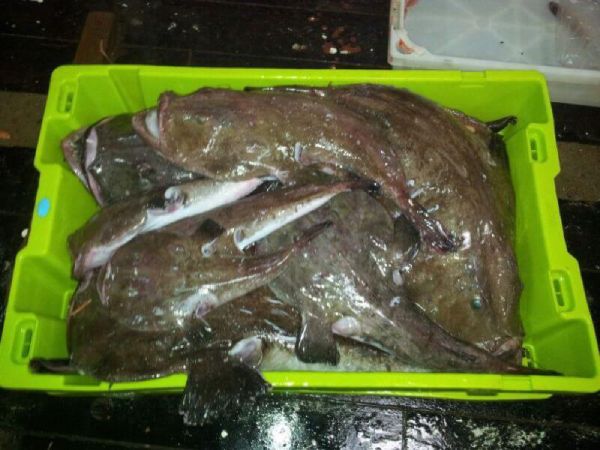 Grupo de rapes frescos de tonalidades marrones dispuestos de forma compacta en una bandeja verde de lonja.